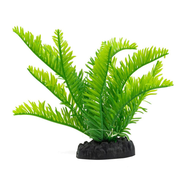 AquaSpectra Fern Green 15cm