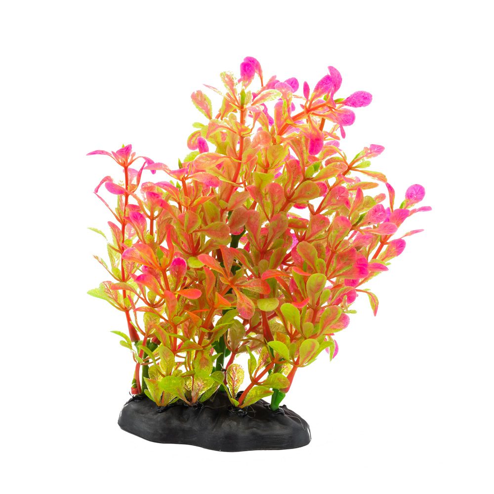AquaSpectra Rotala Plant 15cm