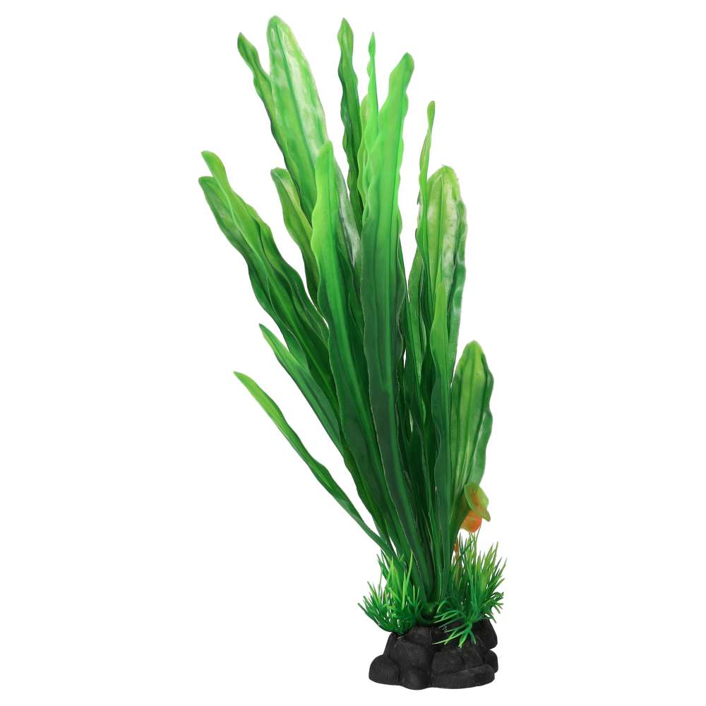 AquaSpectra Amazon Sword Leaf
