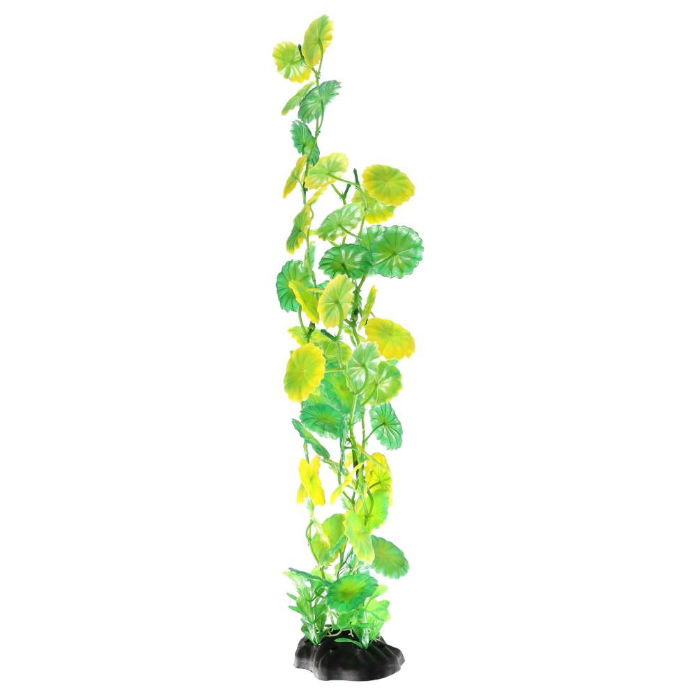 AquaSpectra Moneywort