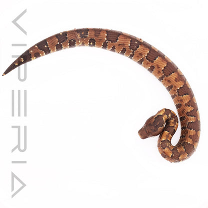 Viper Boa