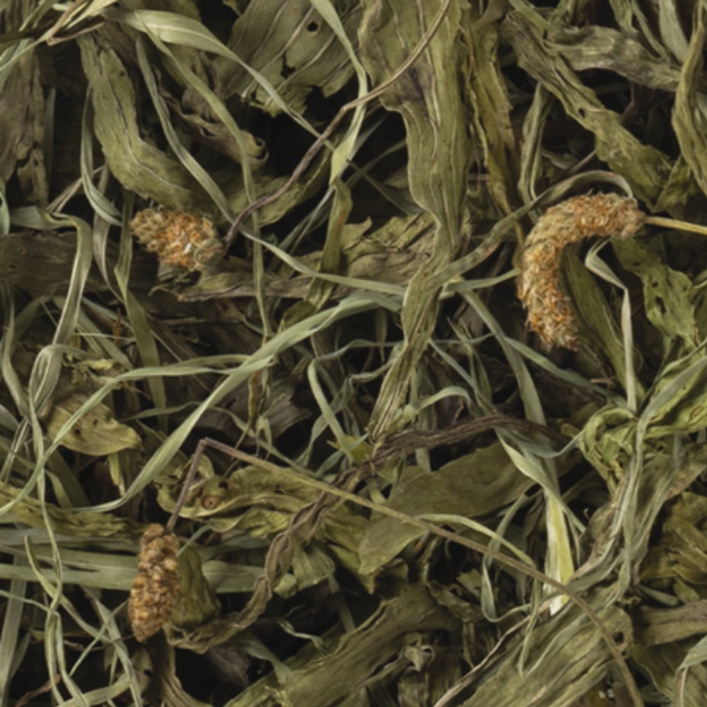 Tropifit Naturals Narrowleaf Plantain 100g Dried Herb