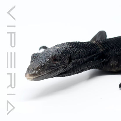 Black Tree Monitor