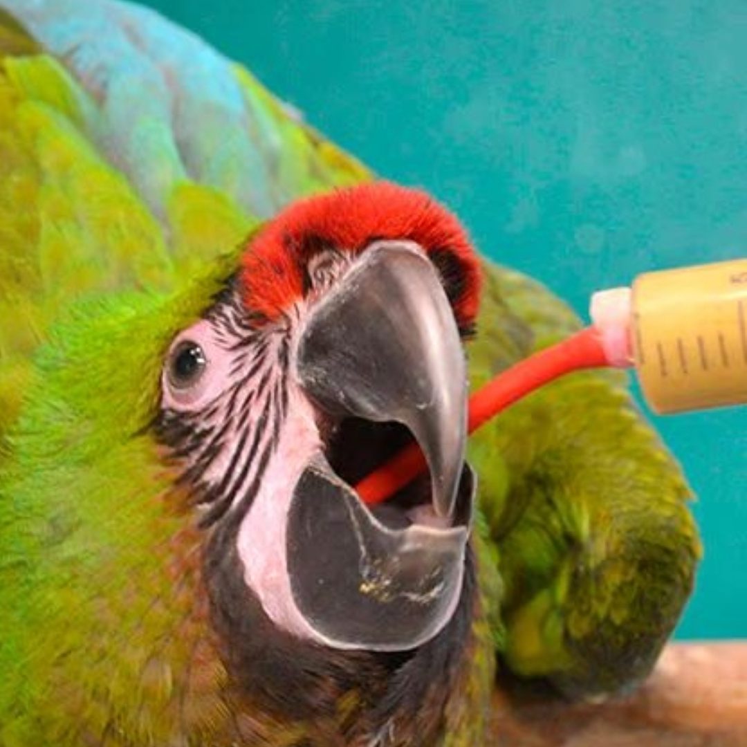 Psittacus High Energy Plus Hand Feeding 5kg