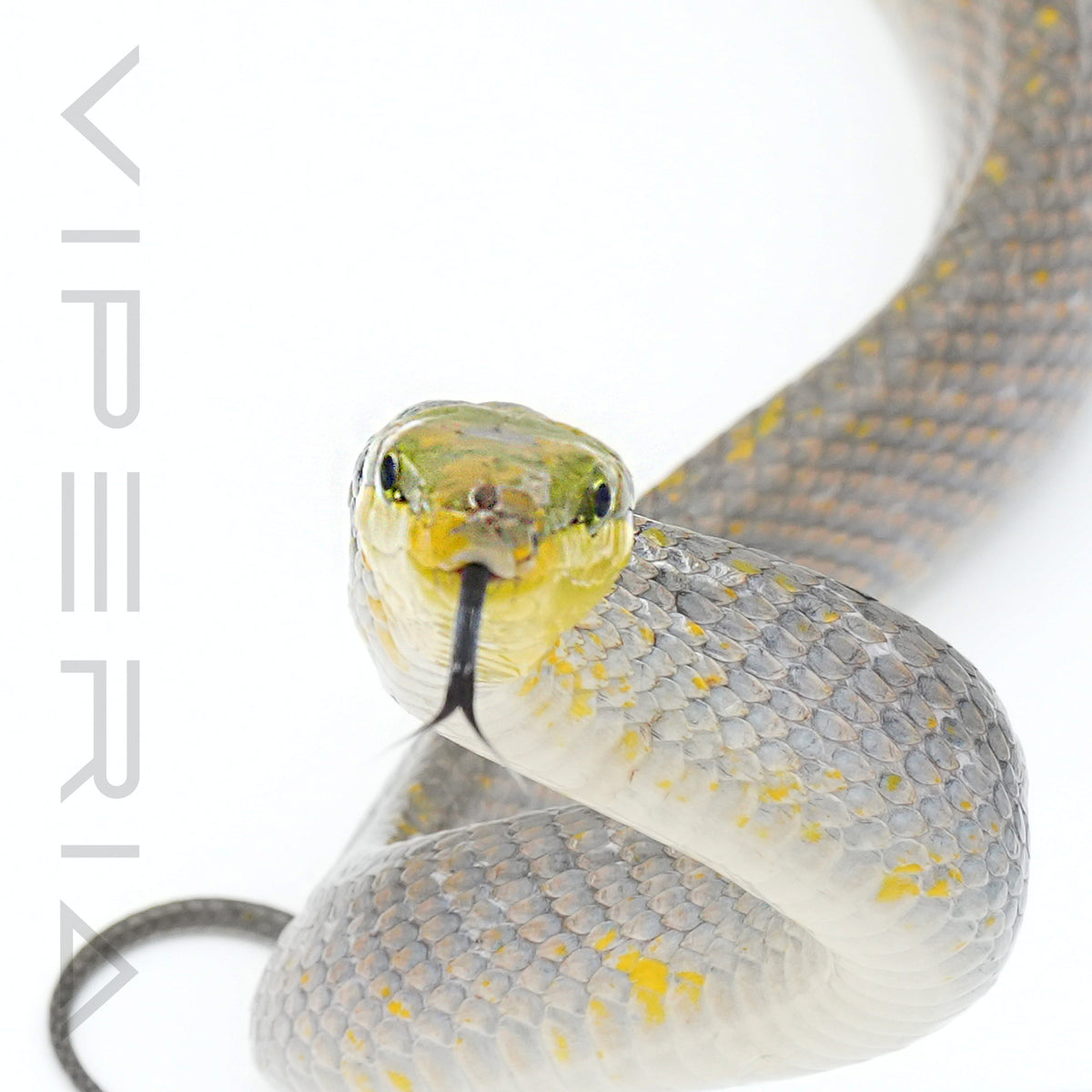 Orange Red Tail Rat Snake