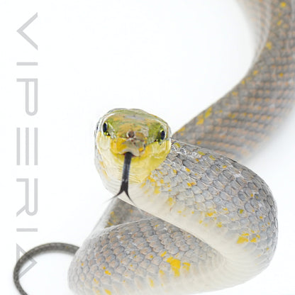 Orange Red Tail Rat Snake