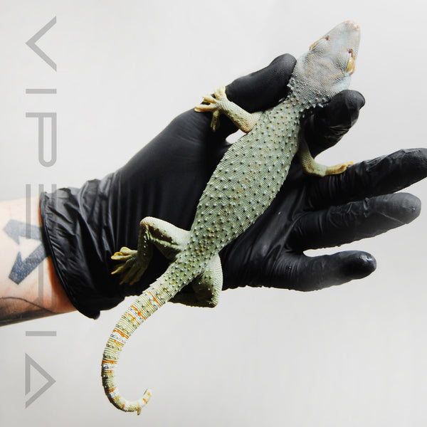 Olive 186 Tokay Gecko