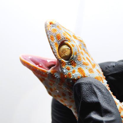 Red Stripe 144 Tokay Gecko