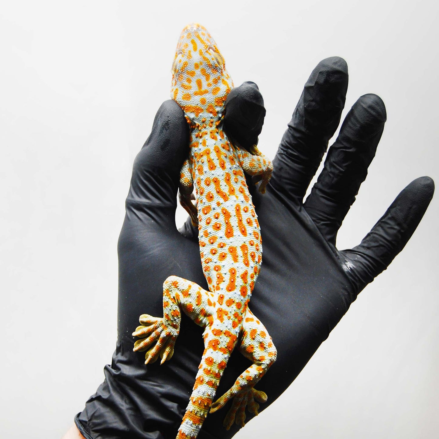 Red Stripe 144 Tokay Gecko