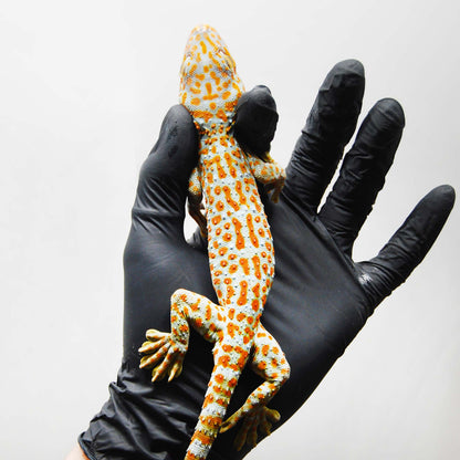 Red Stripe 144 Tokay Gecko
