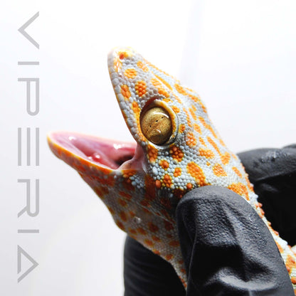 Red Stripe 144 Tokay Gecko