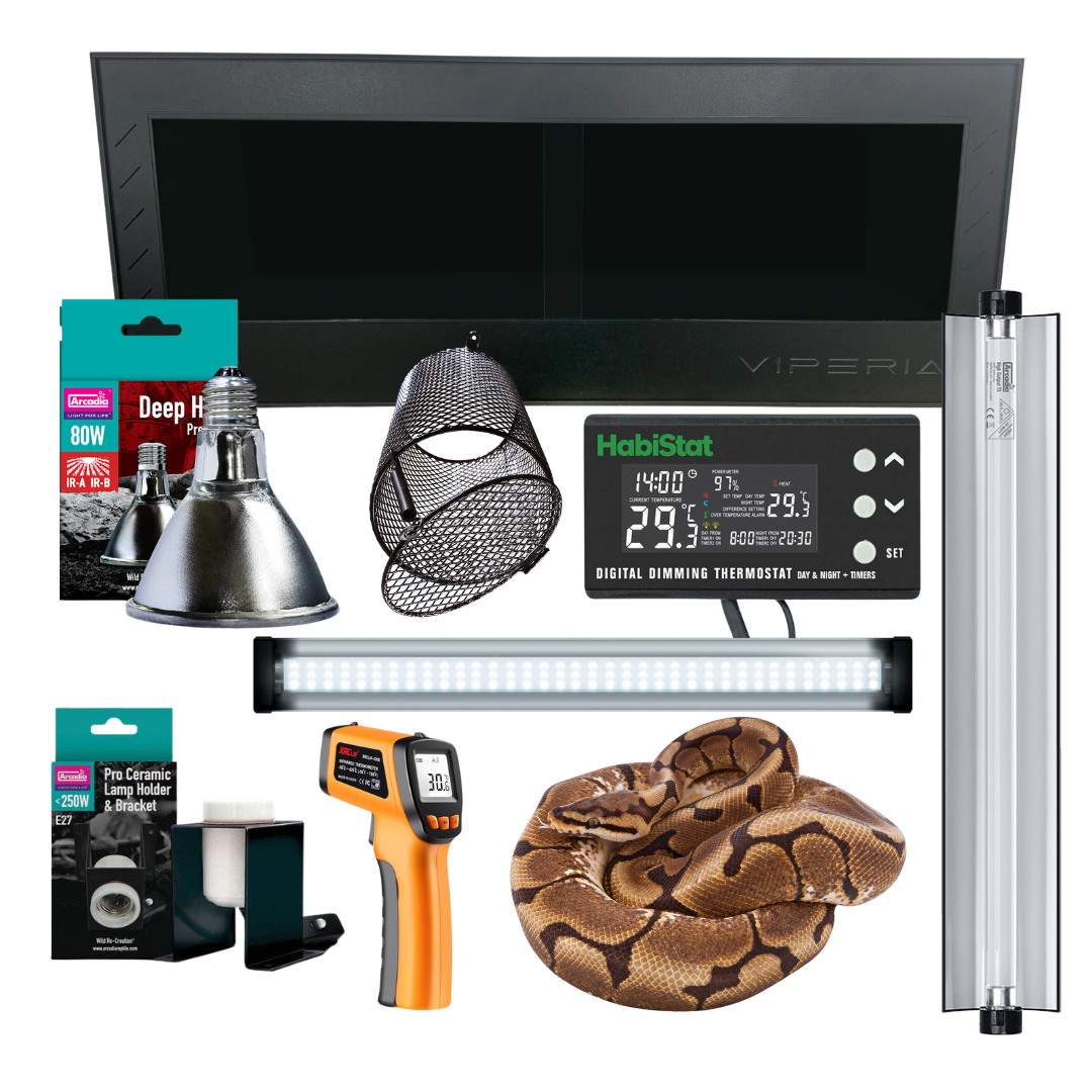 Royal Python Kit complete reptile starter kit with PVC vivarium and equipment
