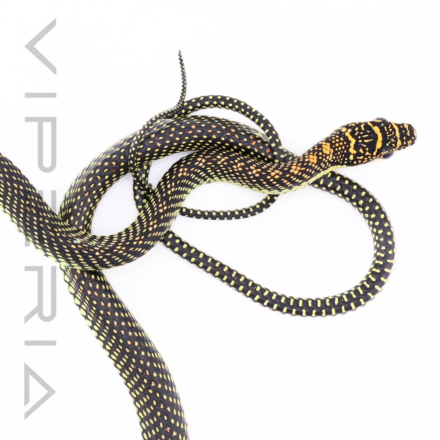 Paradise Flying Snake