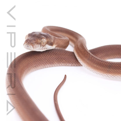 Tanimbar Python