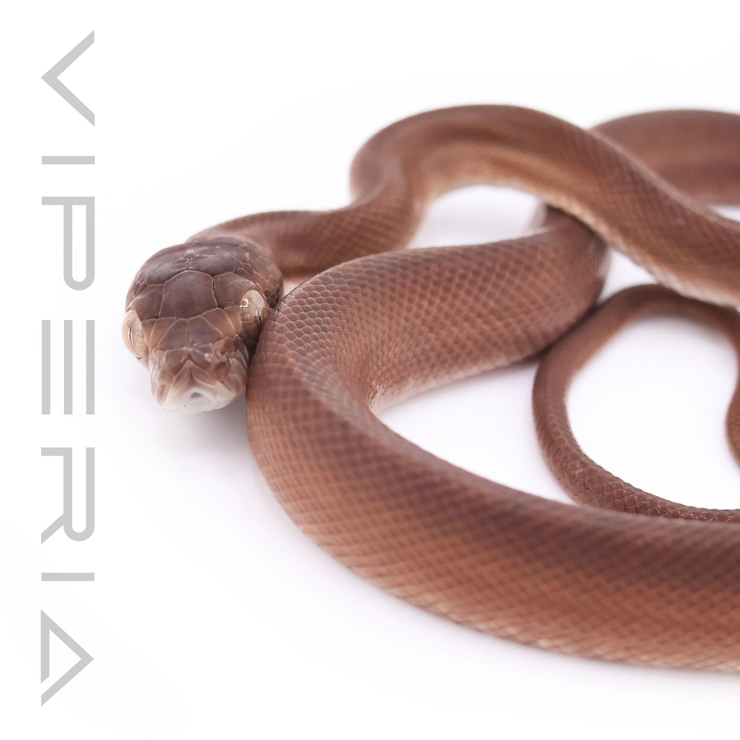 Tanimbar Python
