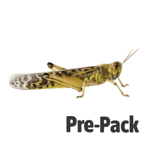 Adult Locusts 60-80mm