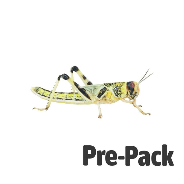 XL Locusts 35-50mm