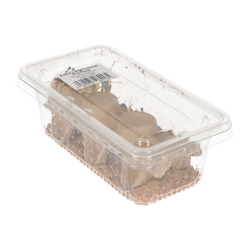 XL Locusts 35-50mm