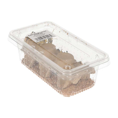 XL Locusts 35-50mm