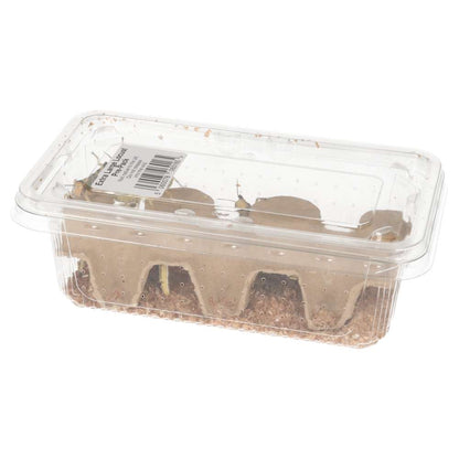 XL Locusts 35-50mm