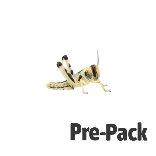 Medium Locusts 12-20mm