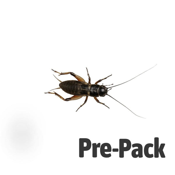 Standard / Large Black Crickets 12-20mm
