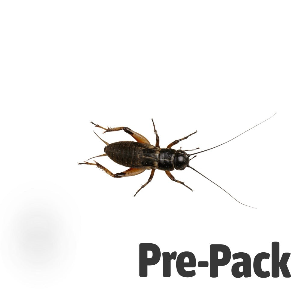 Standard / Large Black Crickets 12-20mm