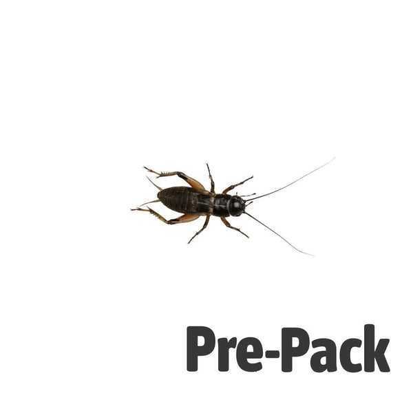 Medium Black Crickets 8-12mm