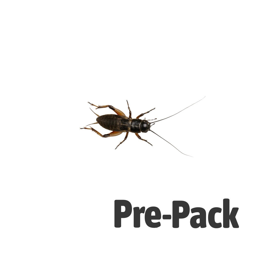 Black Crickets Pre-Pack Medium | Live Reptile Feeder Insects