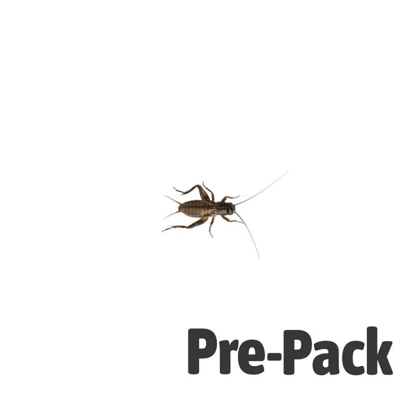 Small Black Crickets 4-5mm