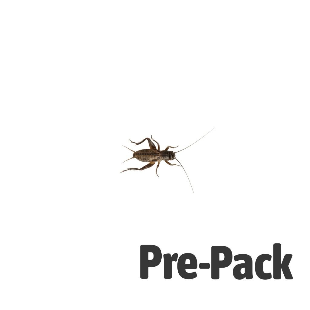 Small Black Crickets 4-5mm
