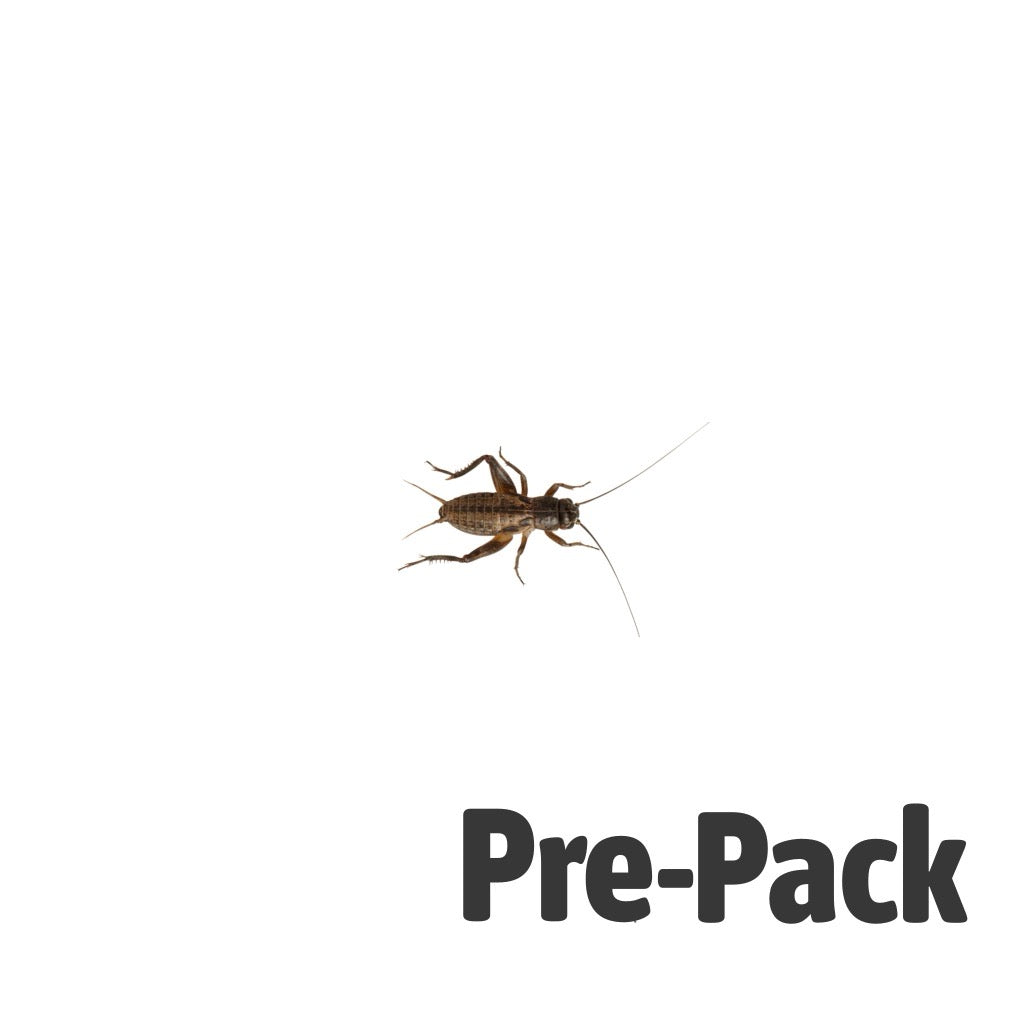 Black Crickets Pre-Pack Small | Live Reptile Food UK