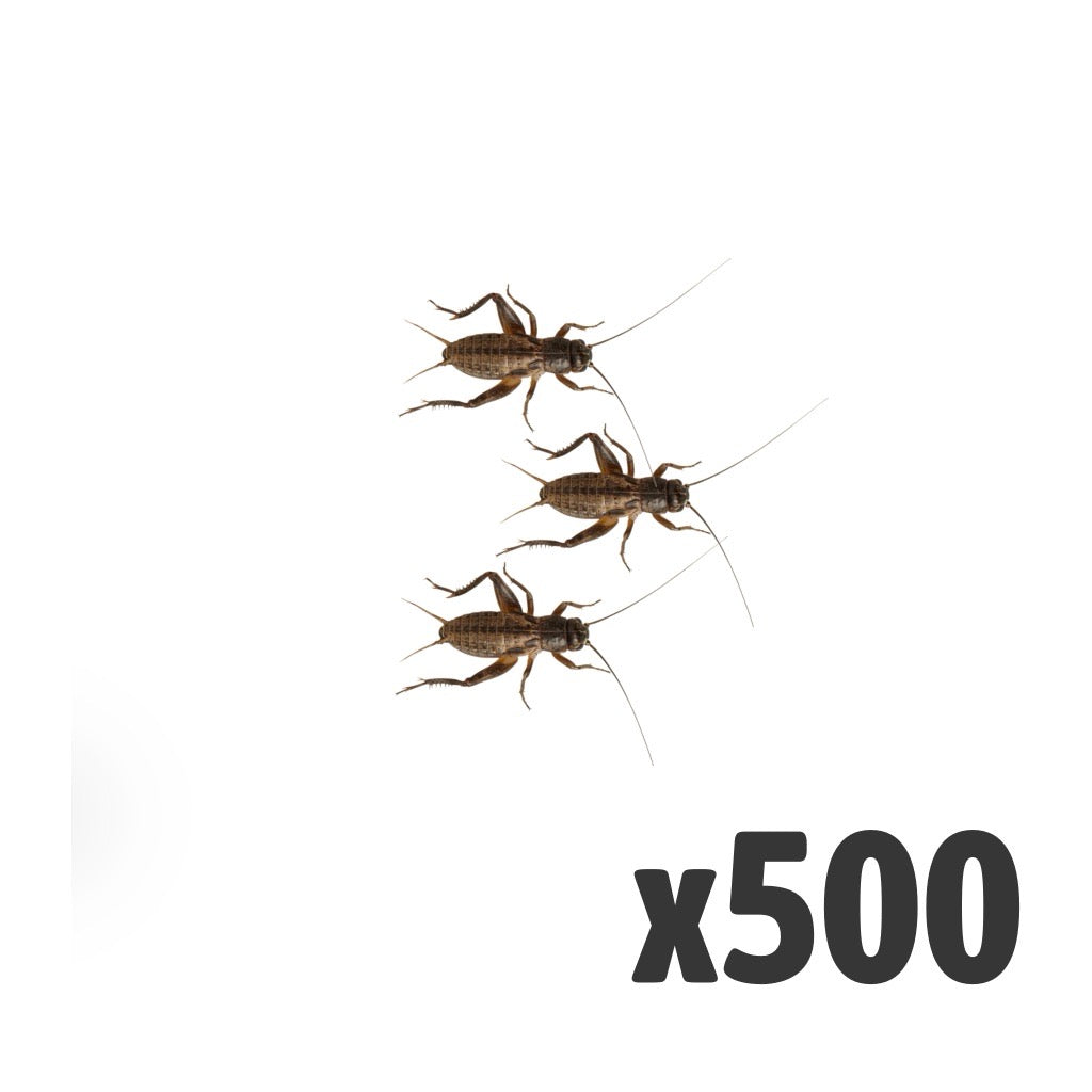 Black Crickets Small - Tub of 500 | Live Reptile Food