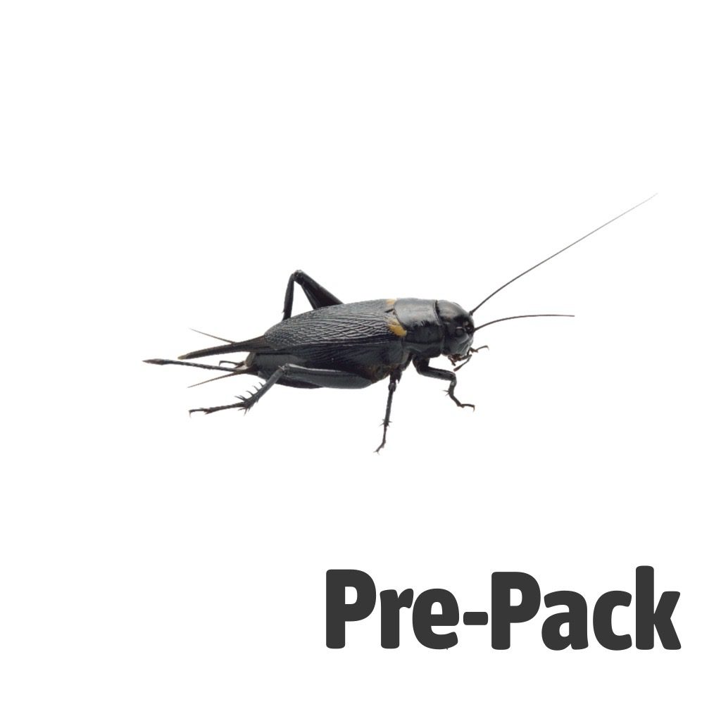 XL Black Crickets 20-30mm
