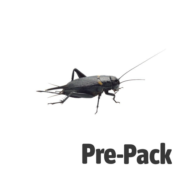 XL Black Crickets 20-30mm