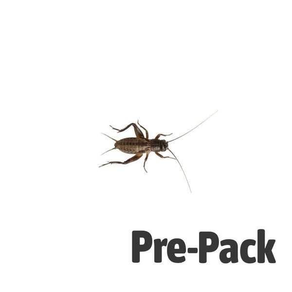 Medium Small Black Crickets 6-8mm