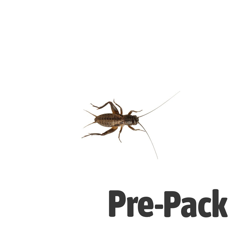 Black Crickets Pre-Pack Med/Small | Reptile Livefood UK