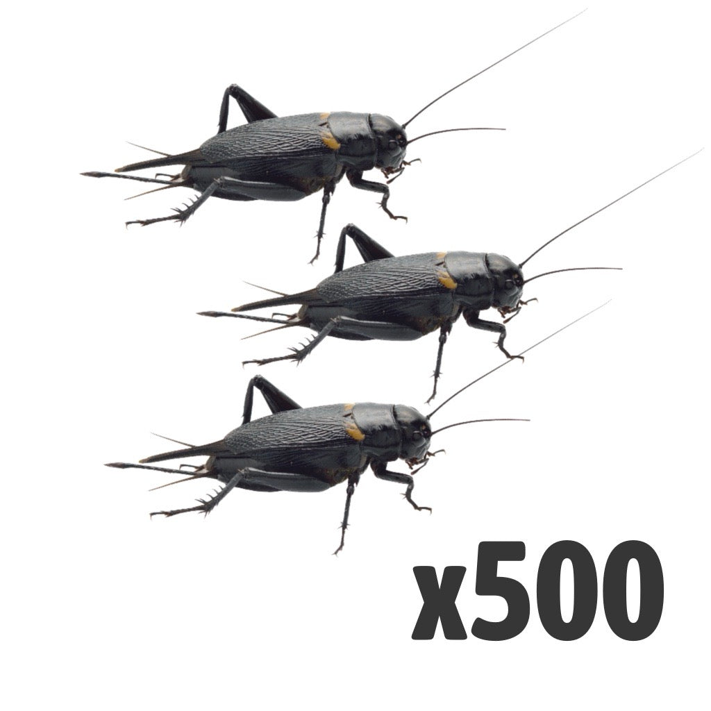 Black Crickets Extra-Large | Bag of 500 | Bulk Livefood
