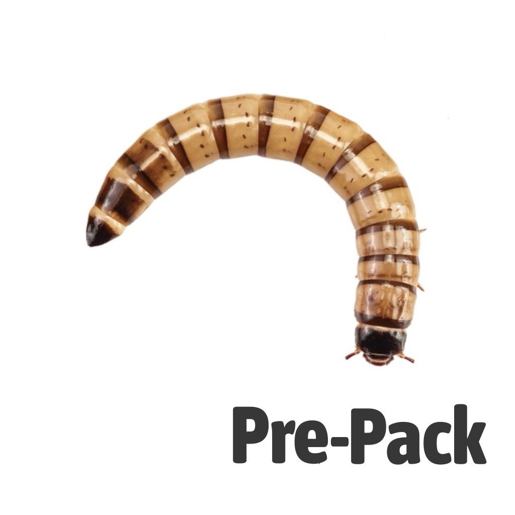 Morio Worms