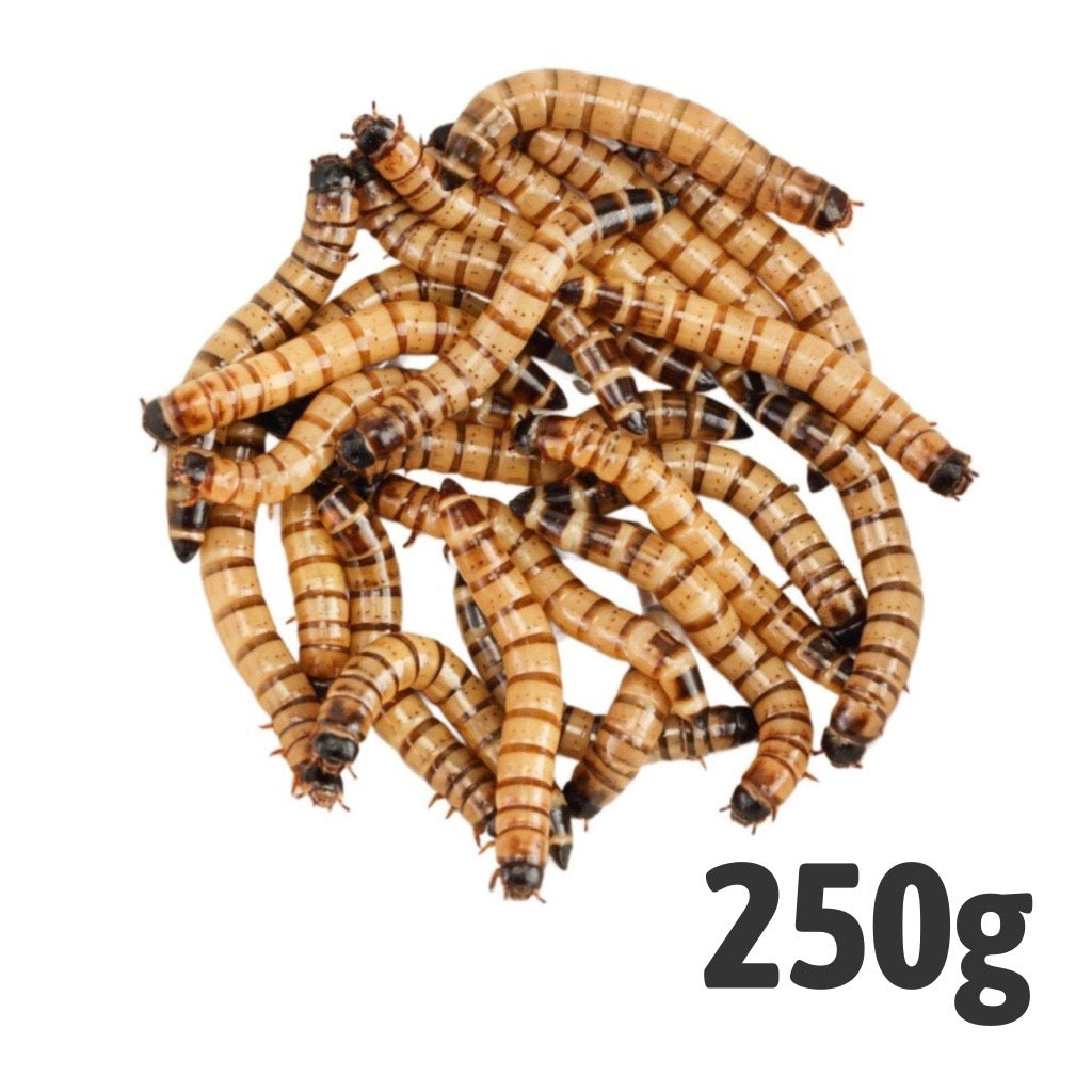 Morio (Bag of 250g)