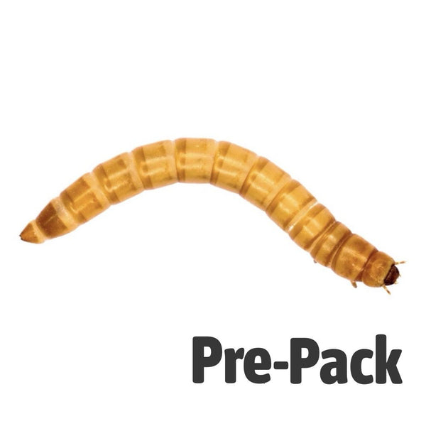 Giant Mealworms