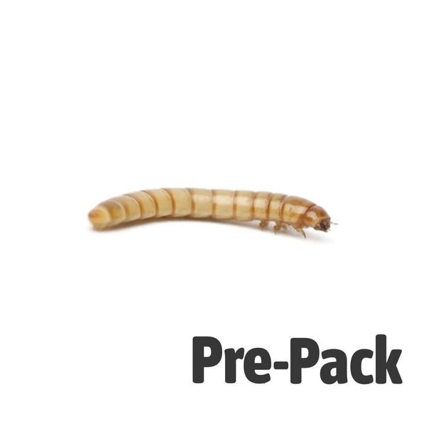 Mealworms