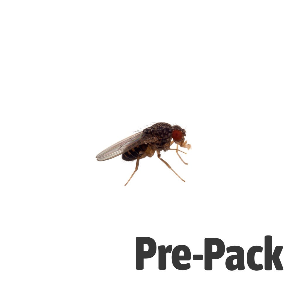 Flightless Fruit Flies | Live Feeder Insects for Reptiles & Inverts