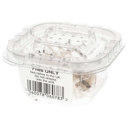Flightless Fruit Flies | Live Feeder Insects for Reptiles & Inverts