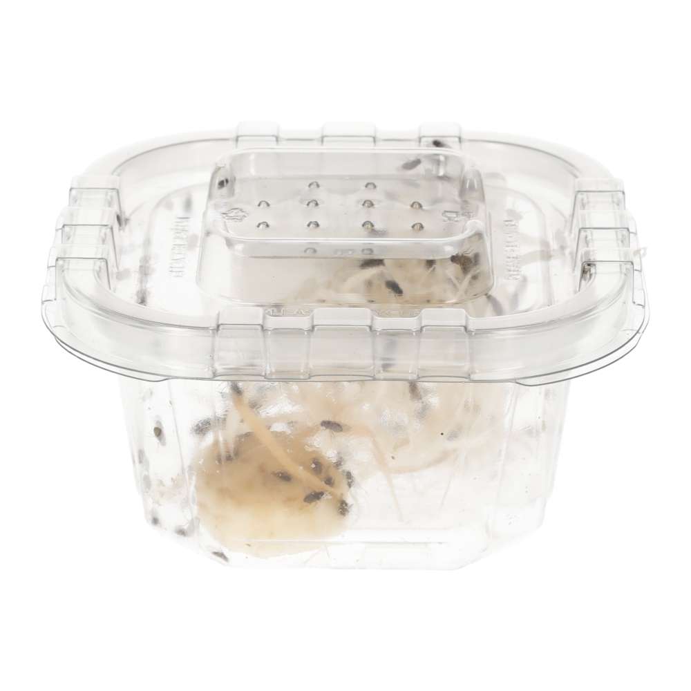 Flightless Fruit Flies | Live Feeder Insects for Reptiles & Inverts