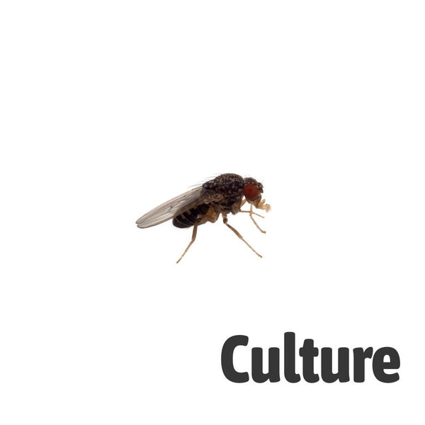 Flightless Fruitflies 2-3mm