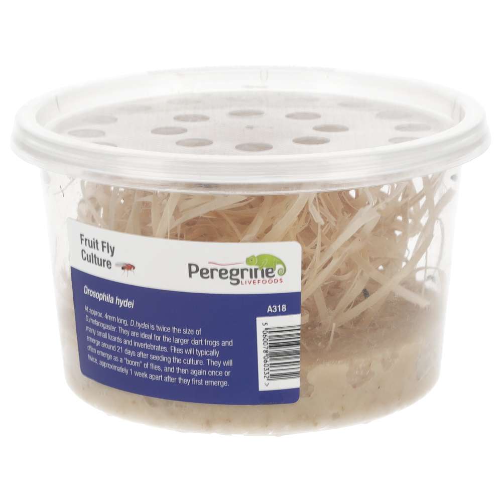 Flightless Fruitflies 2-3mm