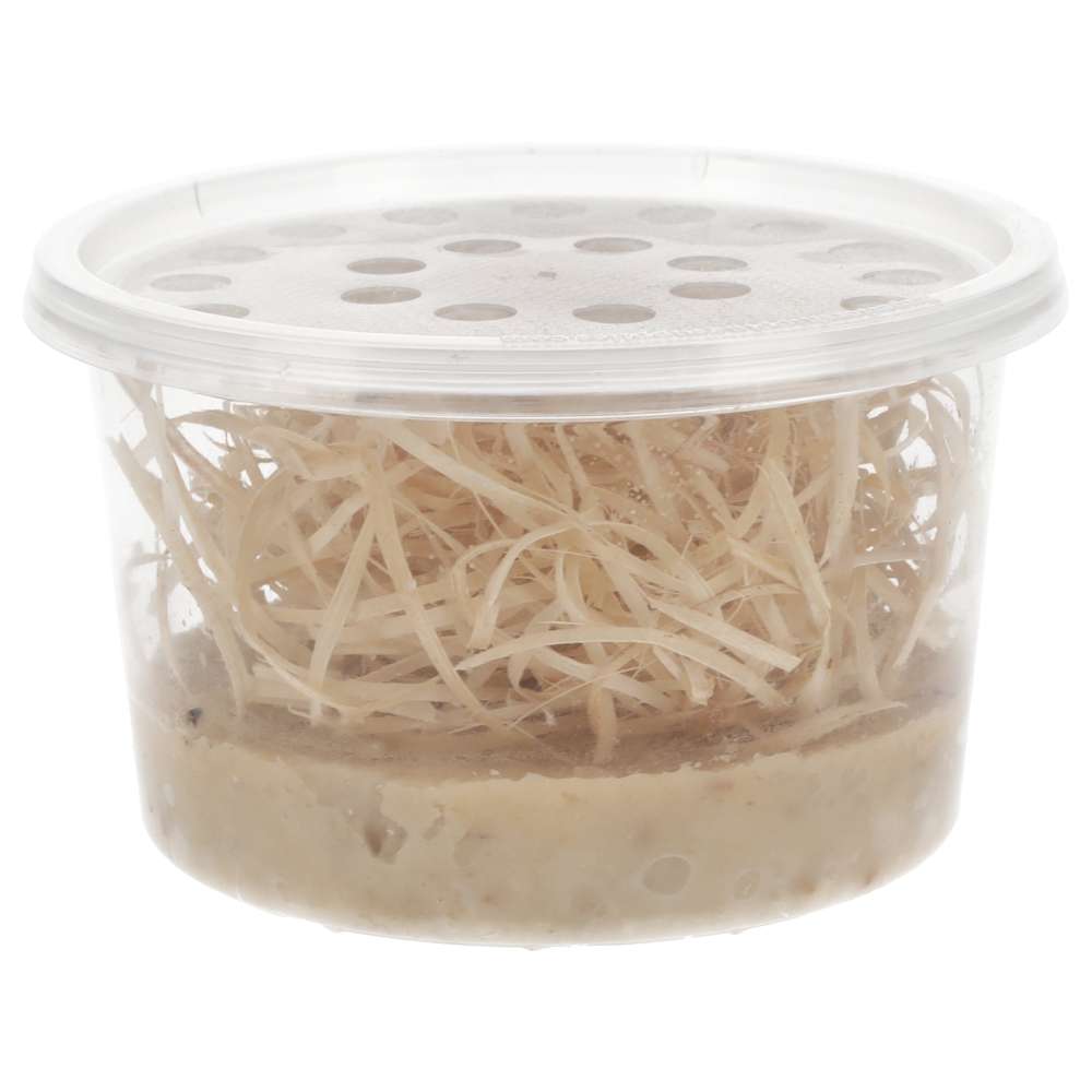 Flightless Fruitfly (Drosophila) Culture | Live Reptile Food