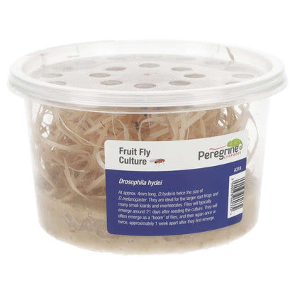 Flightless Fruitflies 2-3mm
