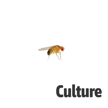 Golden Fruit Flies 1-2mm